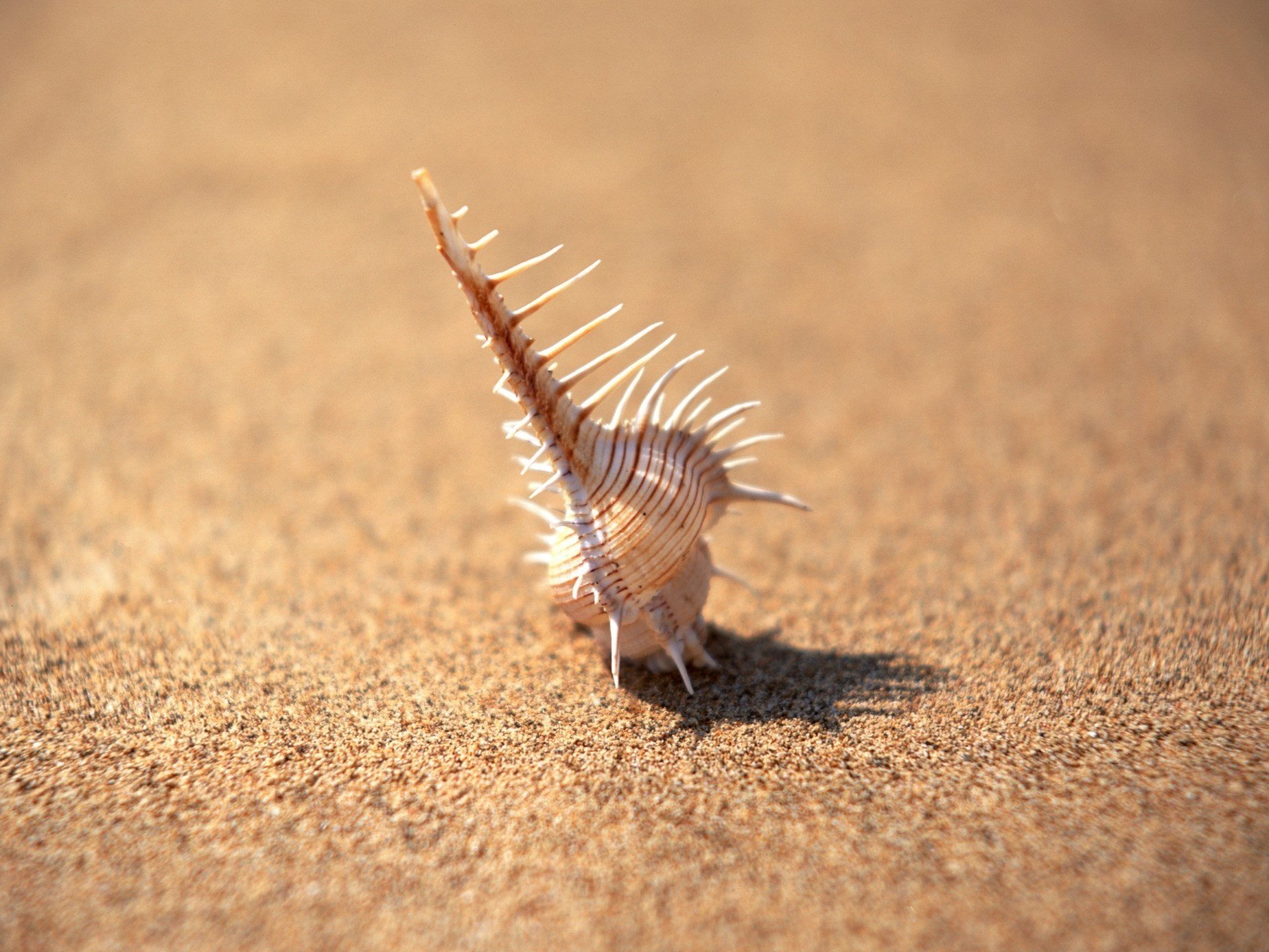 the mood summer the sand shell joy sea beach the rays of the sun shadow macro