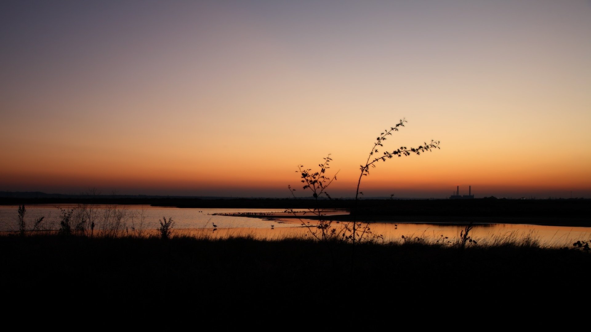 sonnenuntergang abend zweig sonnenuntergang himmel feld gras wasser sumpf