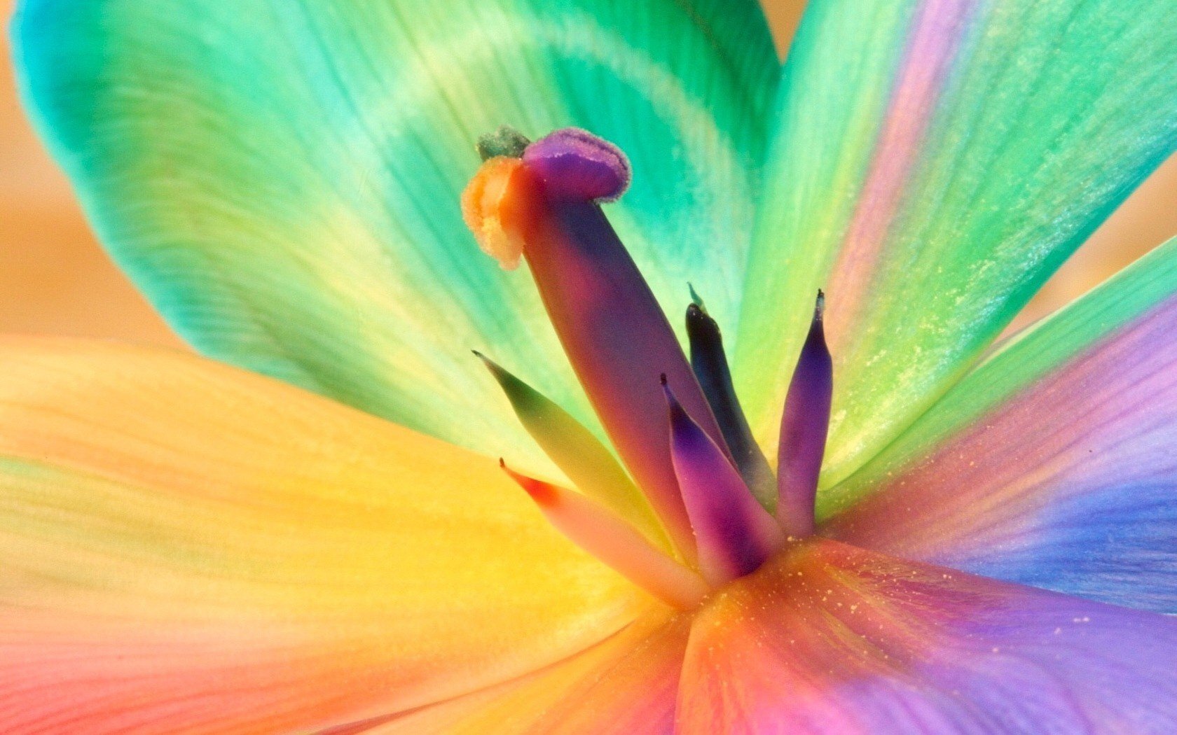 von außergewöhnlicher schönheit blumen blumen regenbogenfarben blütenblätter