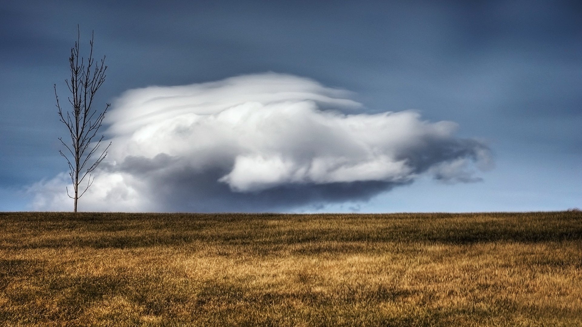 nube inusual campo de oro árbol seco cielo campo