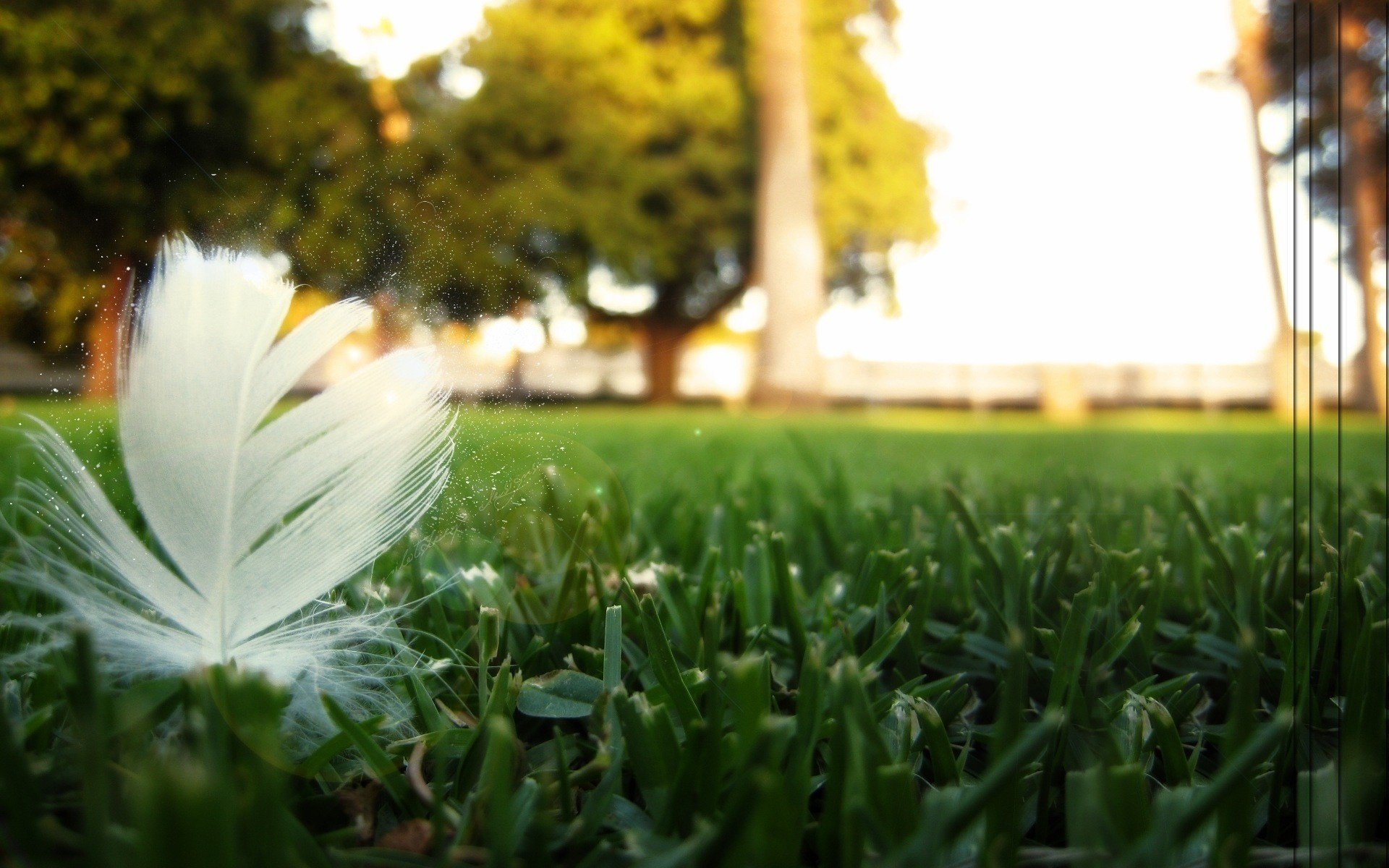 mown grass white feather sun earth grass feather park trees sky leave