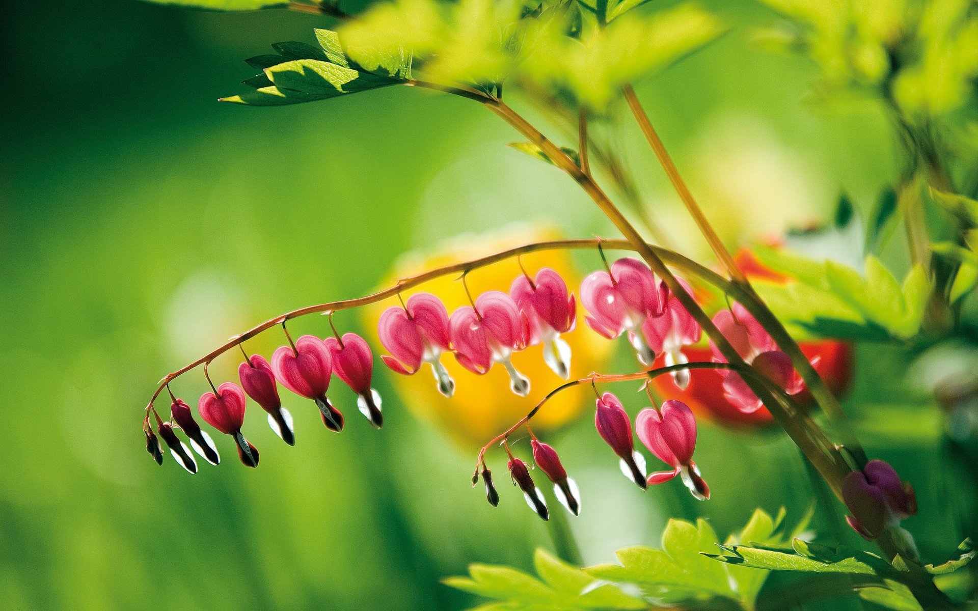 blumen blumen zweig mädchen