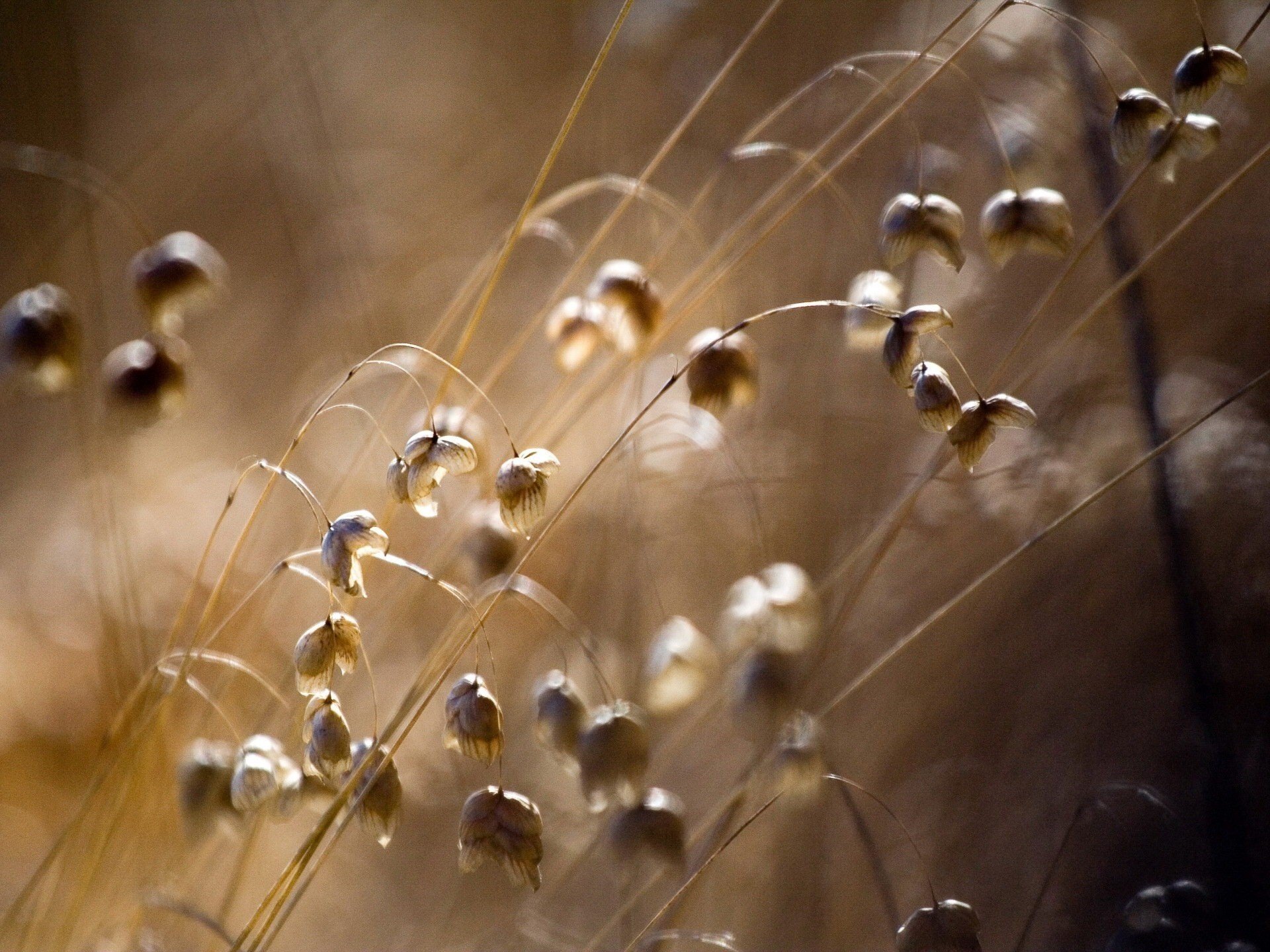 dry flowers clearing bell