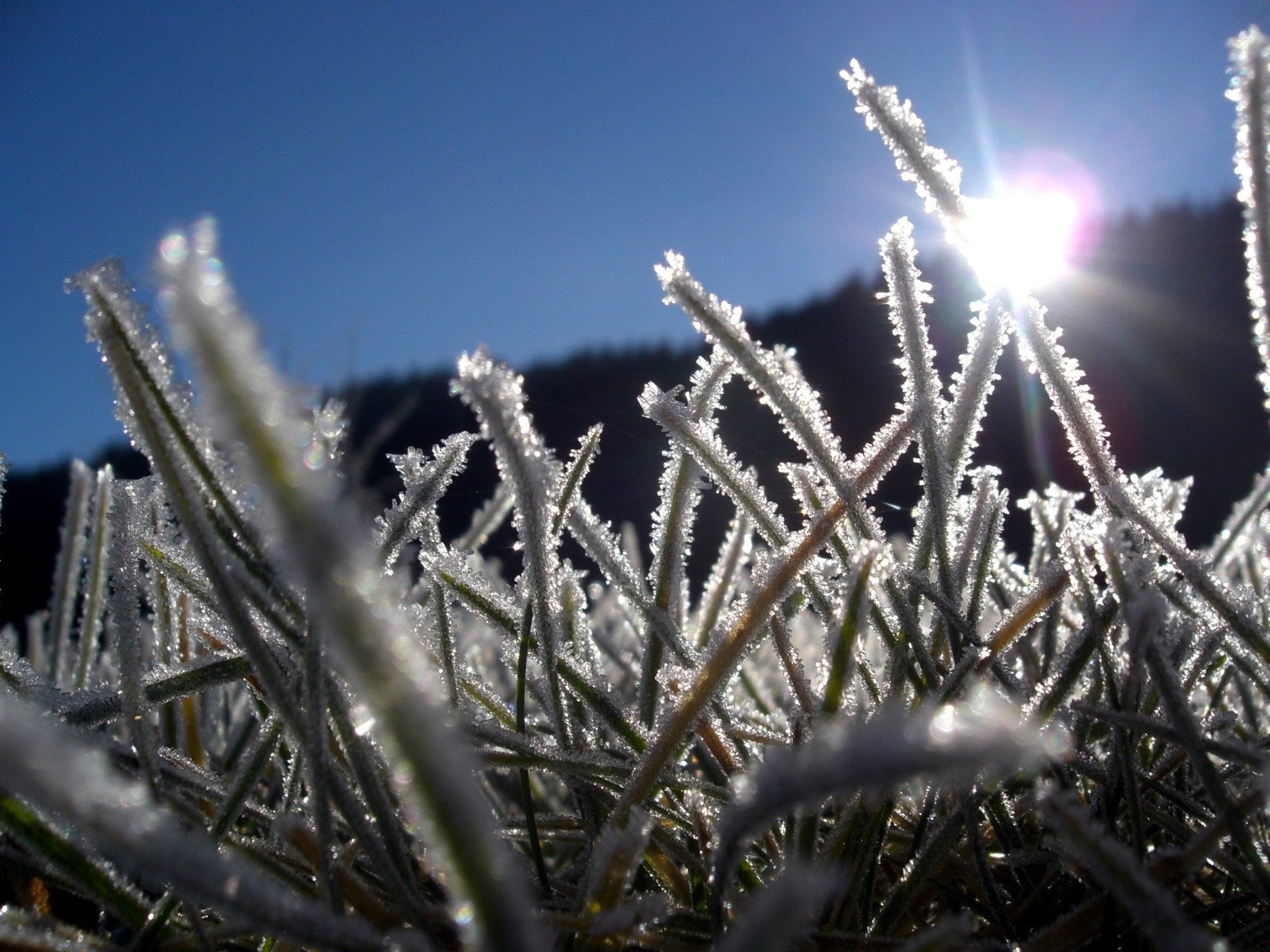 bedeckt mit eis gras kälte