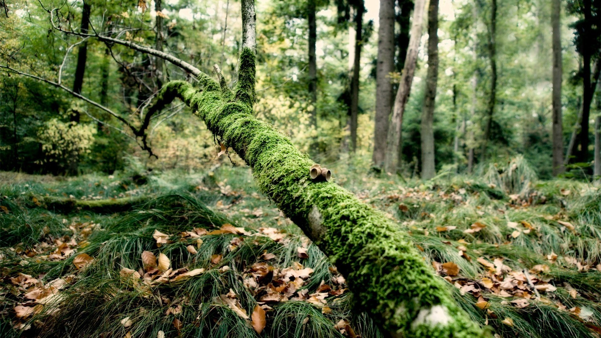 the whole was covered with moss tree trunk forest grass earth leave