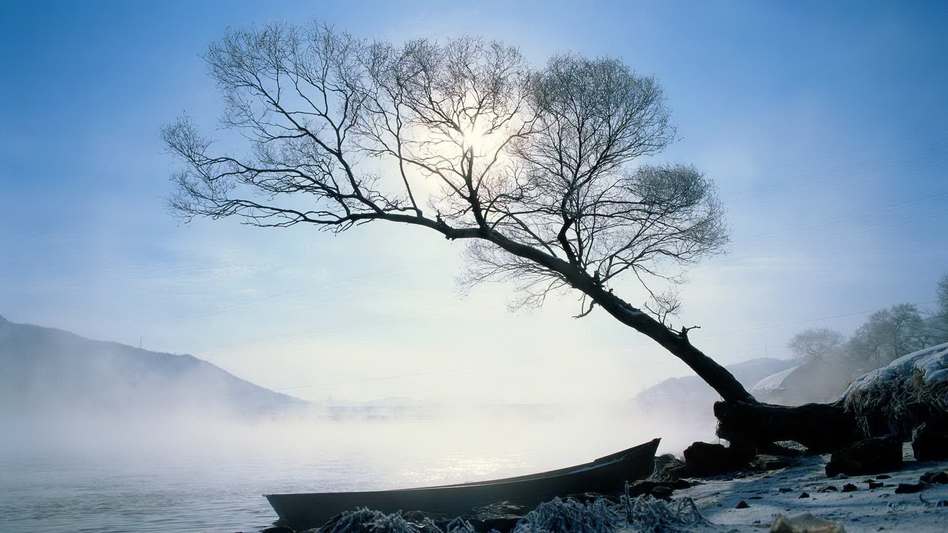 the mist over the water tree boat winter