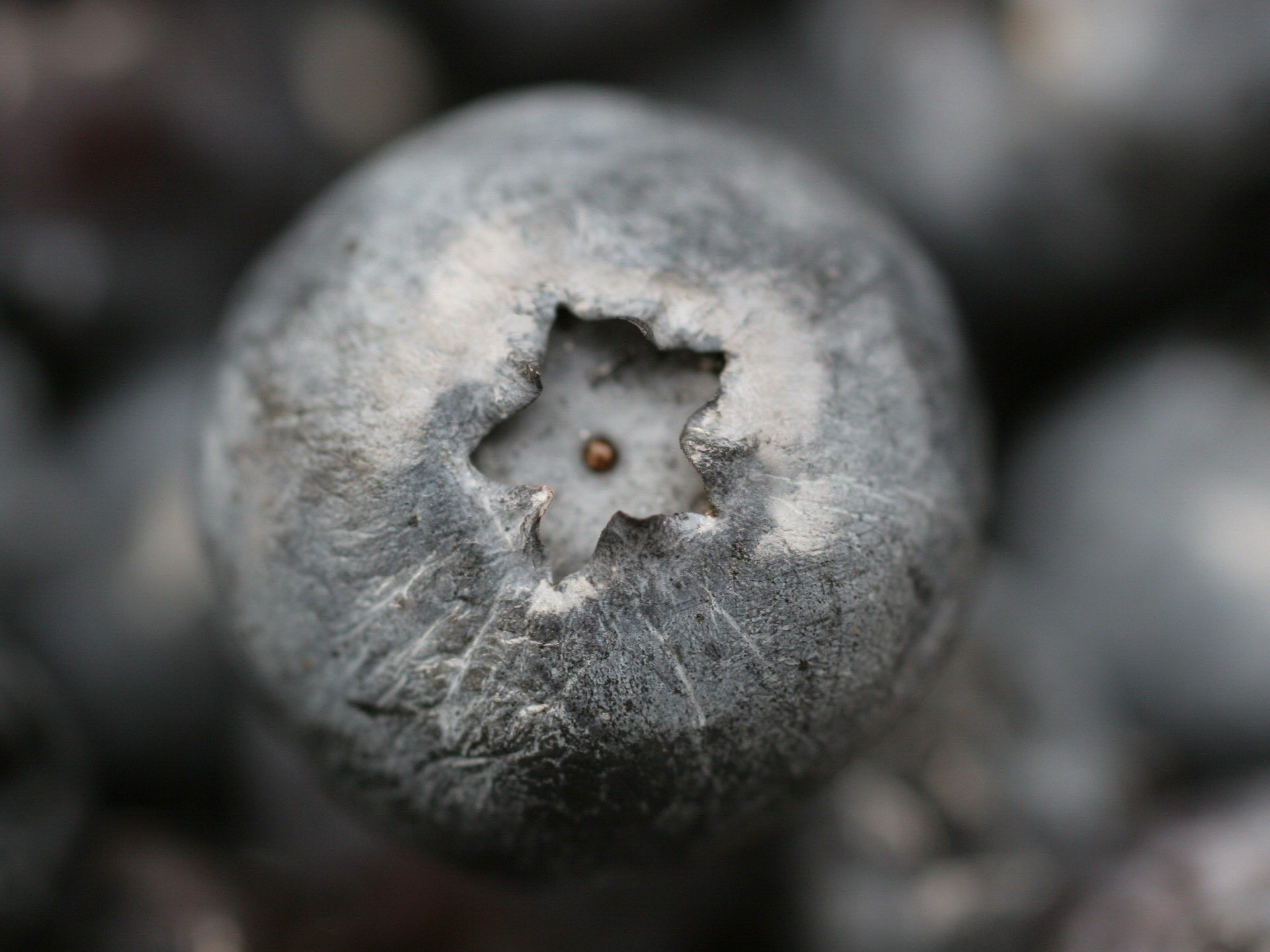 bola gris arándano asterisco