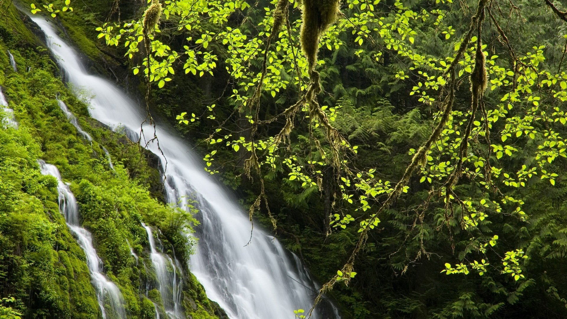 der anfang des lebens helle blumen wasserfall grün büsche dickicht zweige wald fluss dickicht natur