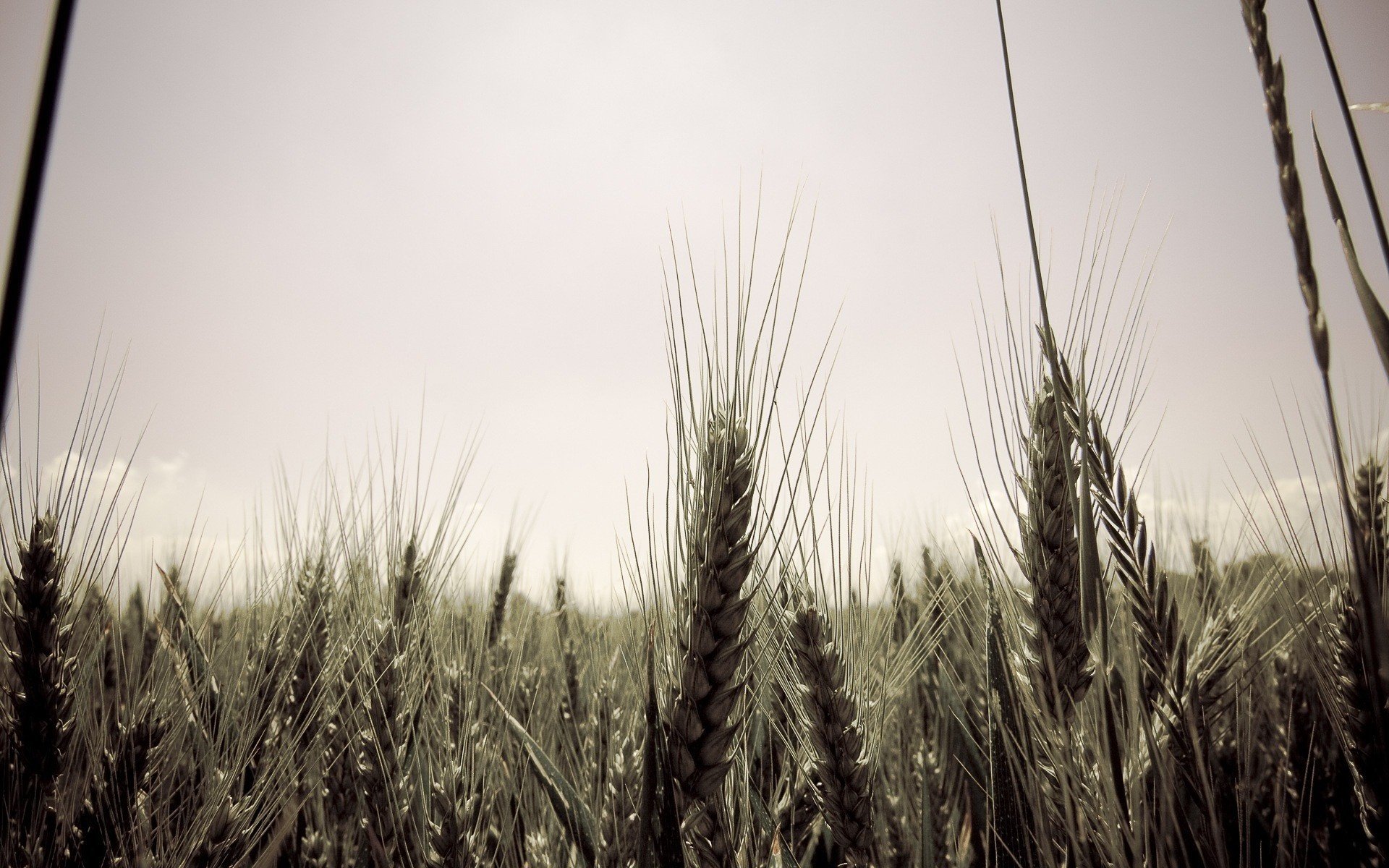 heaven golden ears long needles summer grain