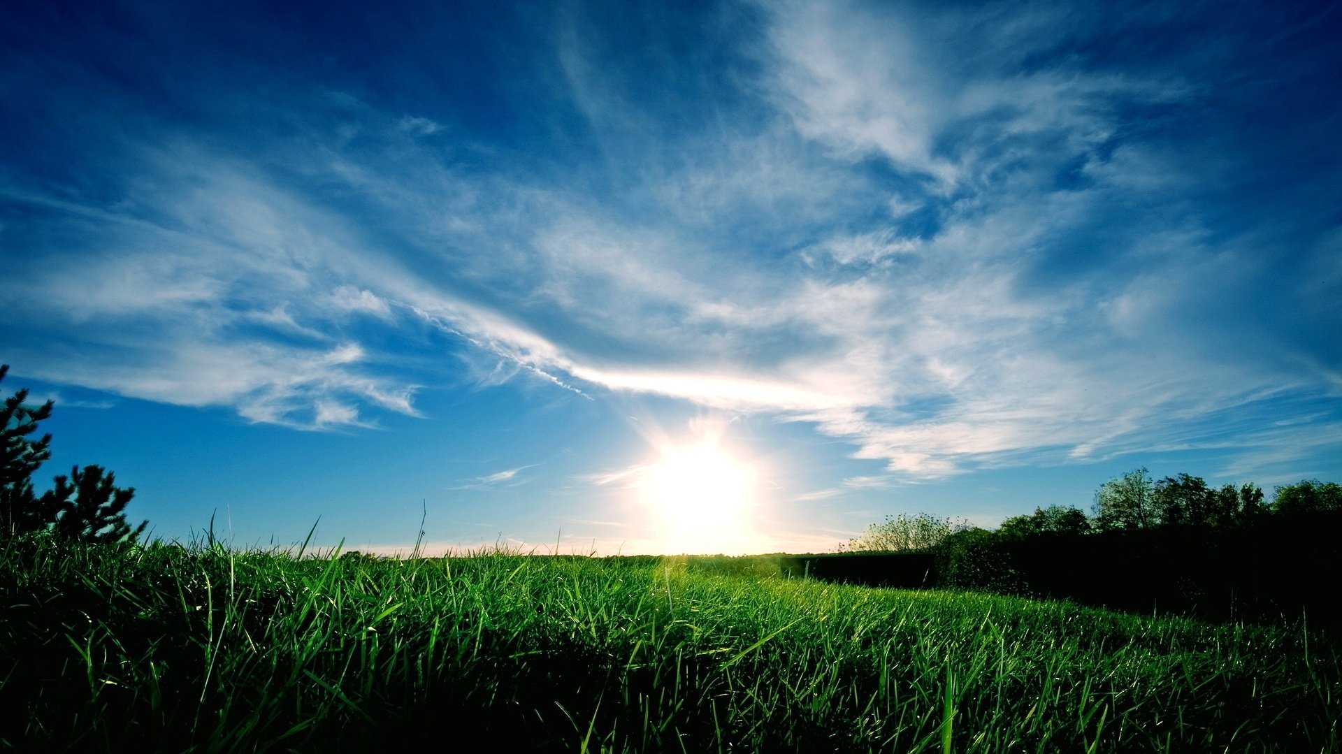 flourishing bright rays green grass dawn the sky field