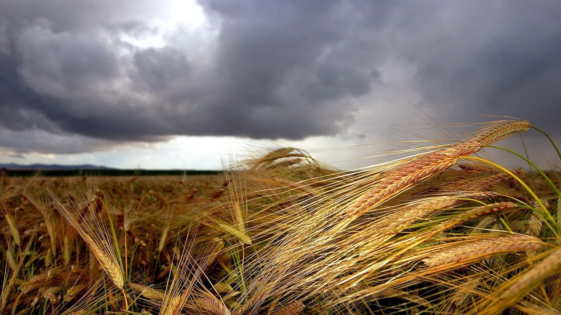 paraíso dorado espiguillas pan campos tormenta trigo nubes