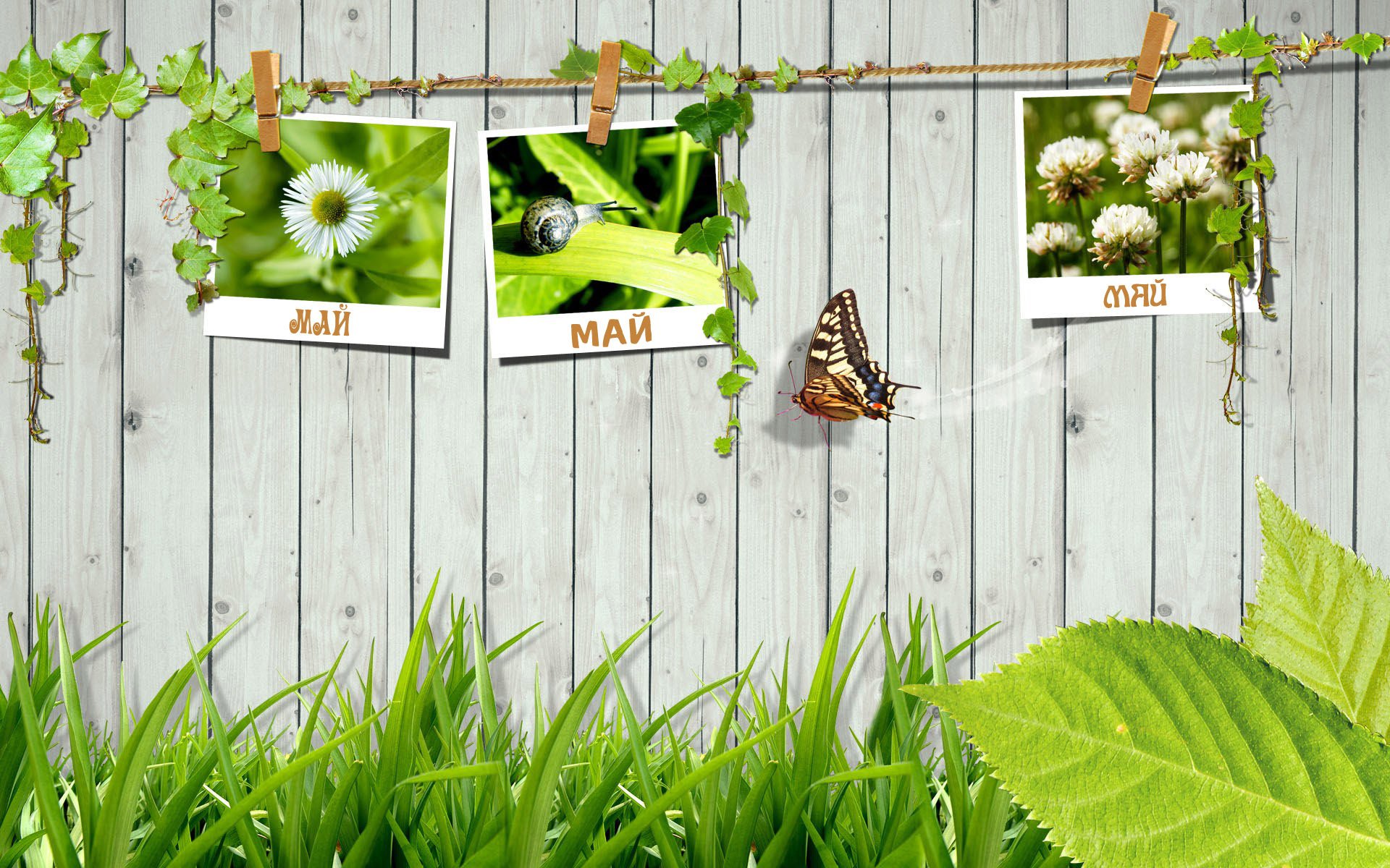 recinzione di legno foto di primavera corda mollette pace lavoro maggio primo maggio fogliame verde piante immagini lumaca trifoglio farfalla freschezza tenerezza recinzione