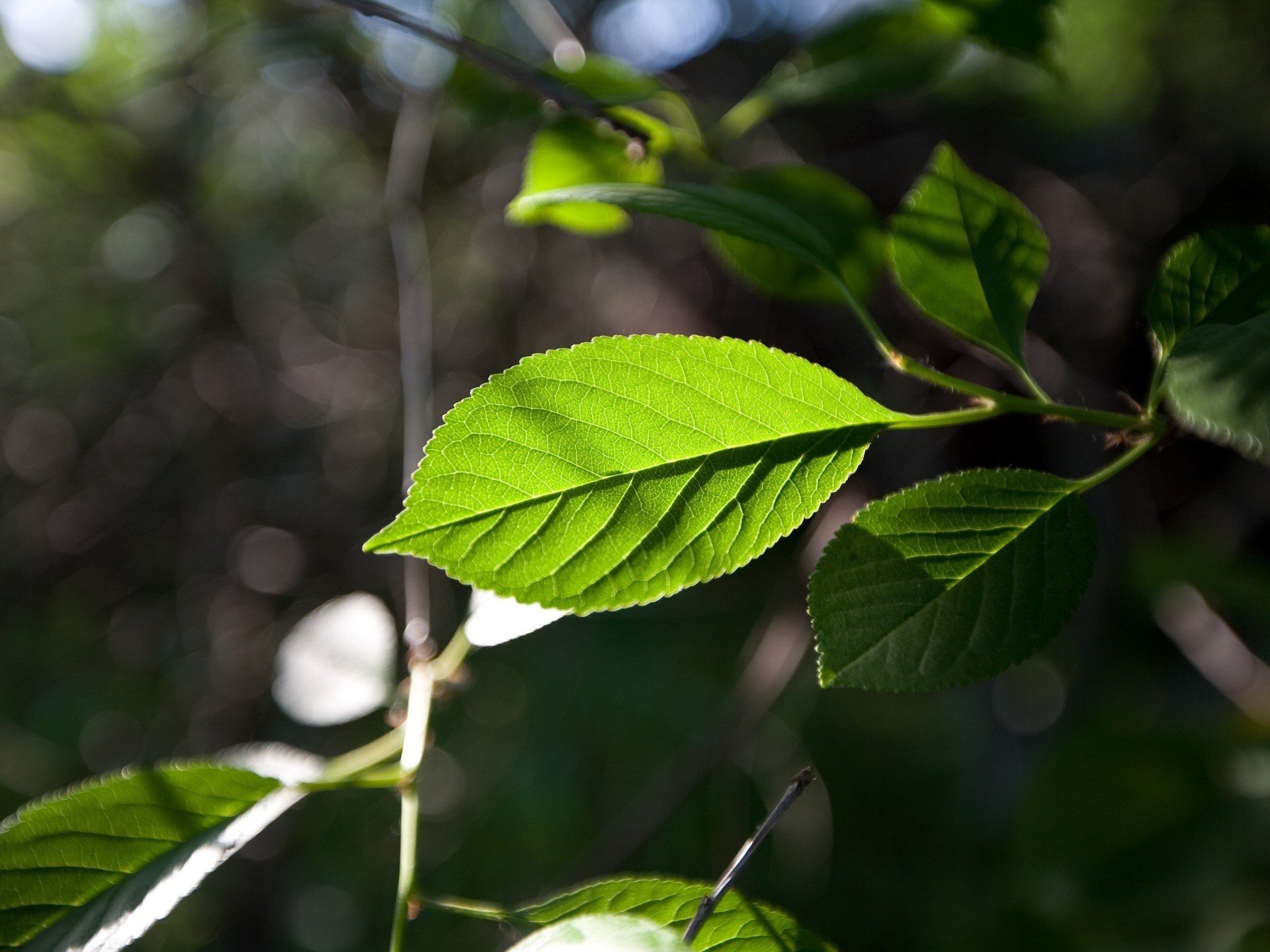 vena ramoscello foglia verde verde foresta