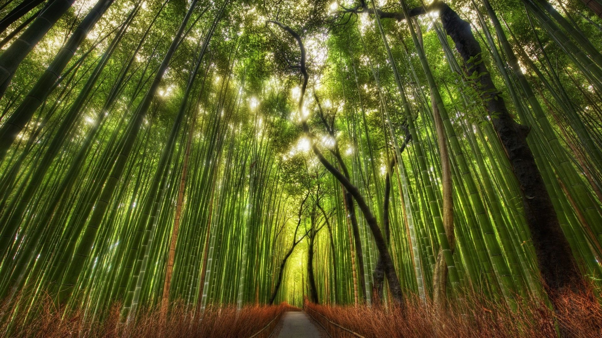 troncos verdes bosque de bambú selva tropical camino bosque bambú sol verano naturaleza rayos