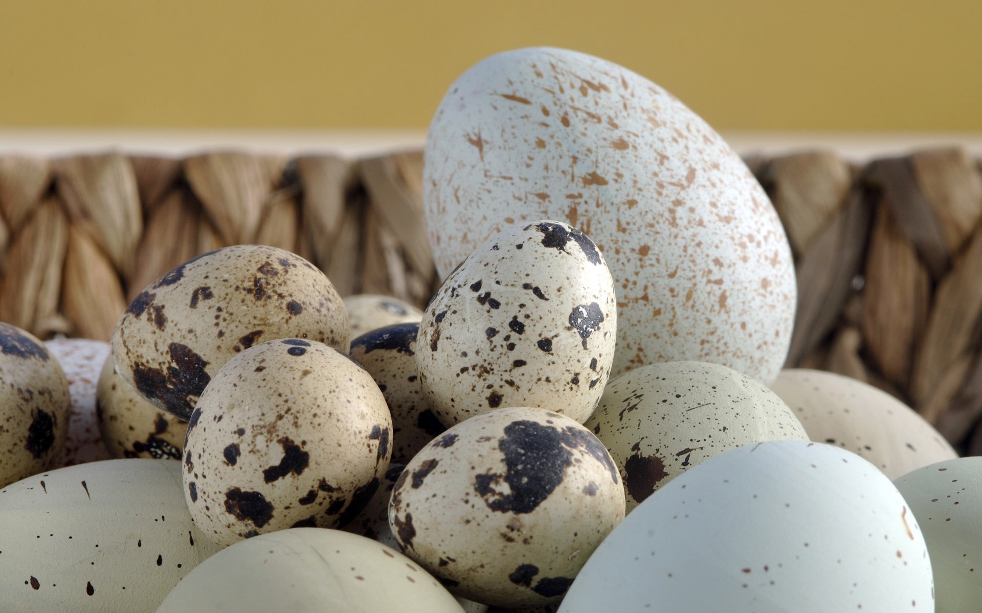 Пестрые яйца. Птичьи яйца. Пасхальные перепелиные яйца. Перепелиные яйца на Пасху.
