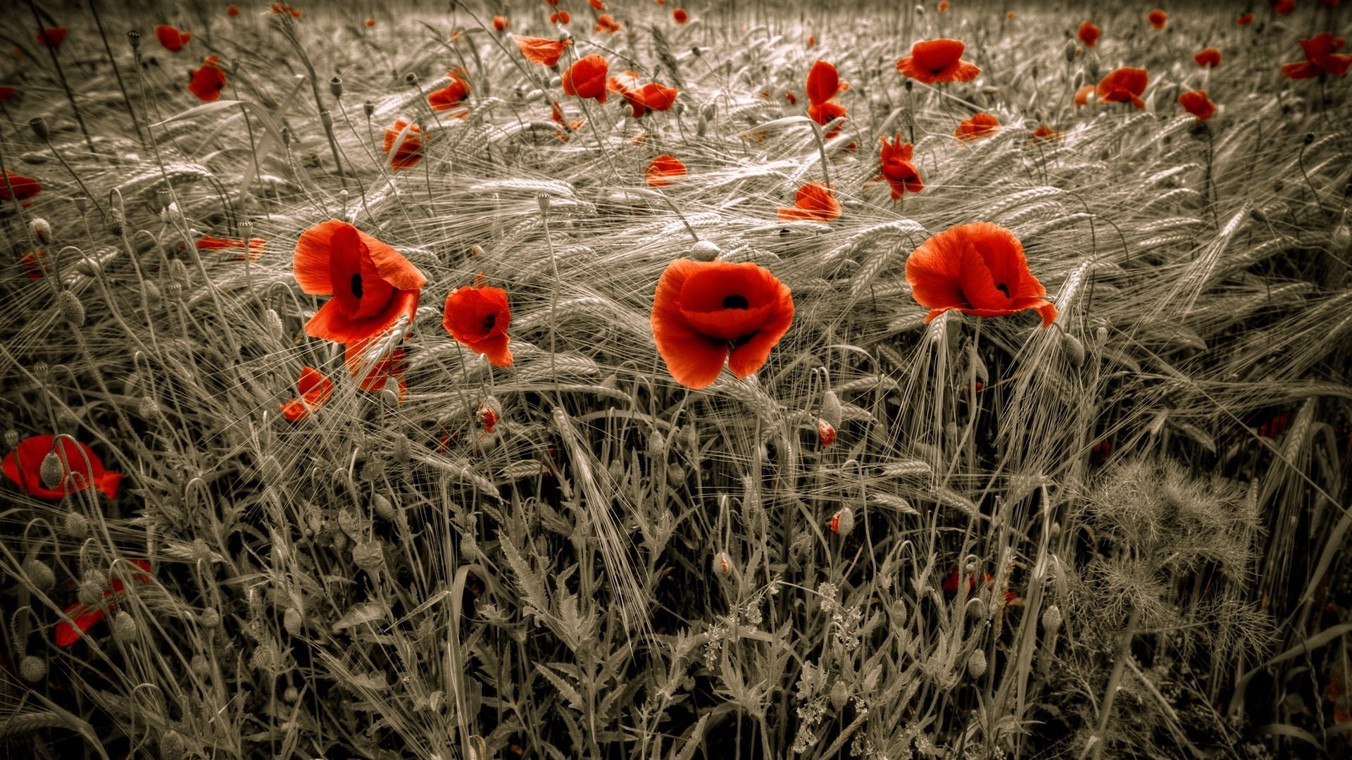 campo gris flores amapolas rojas brillo campo