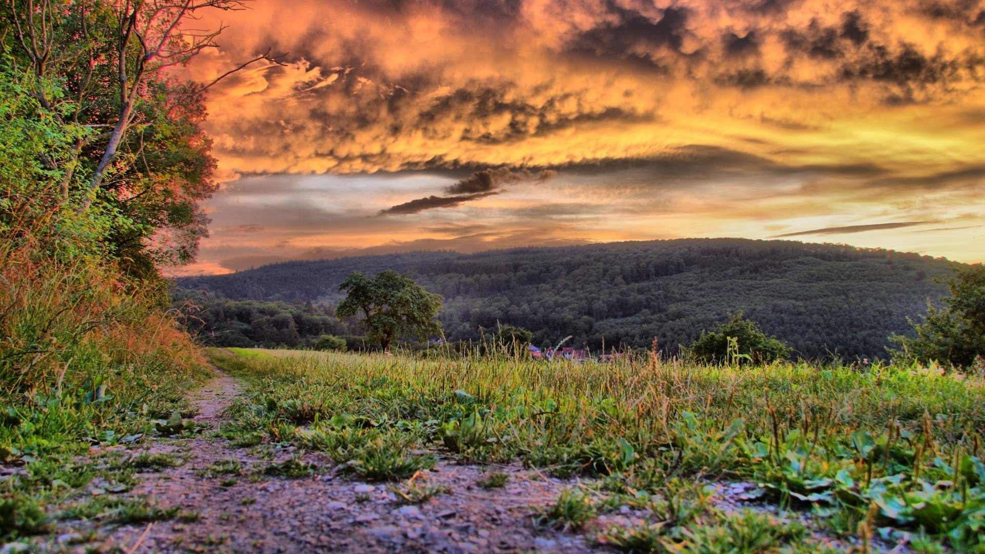 purple flowers green grass trees sunset mountain