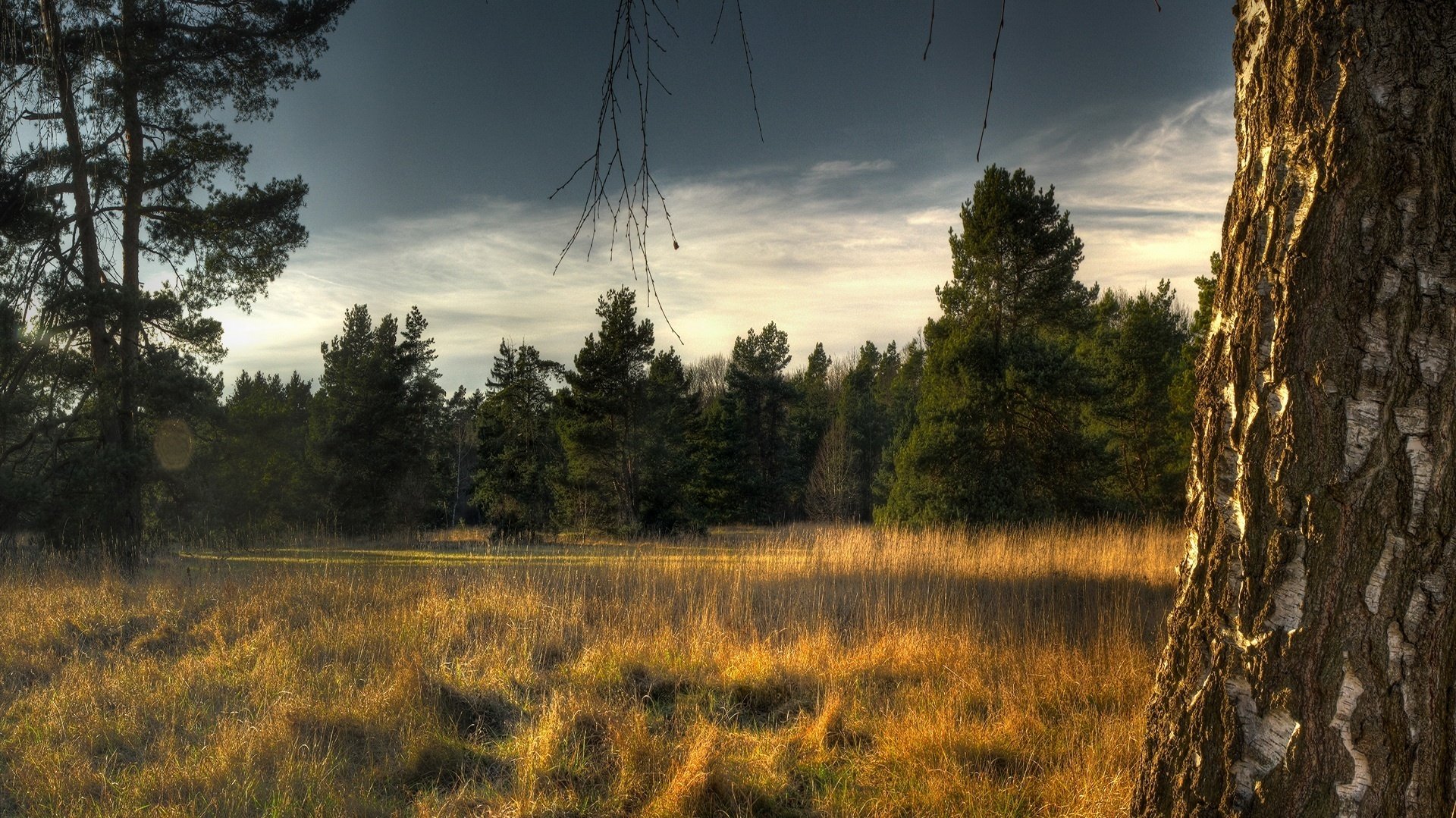 birke hängender himmel weihnachtsbäume wald lichtung gras sonnenstrahlen weihnachtsbäume bäume