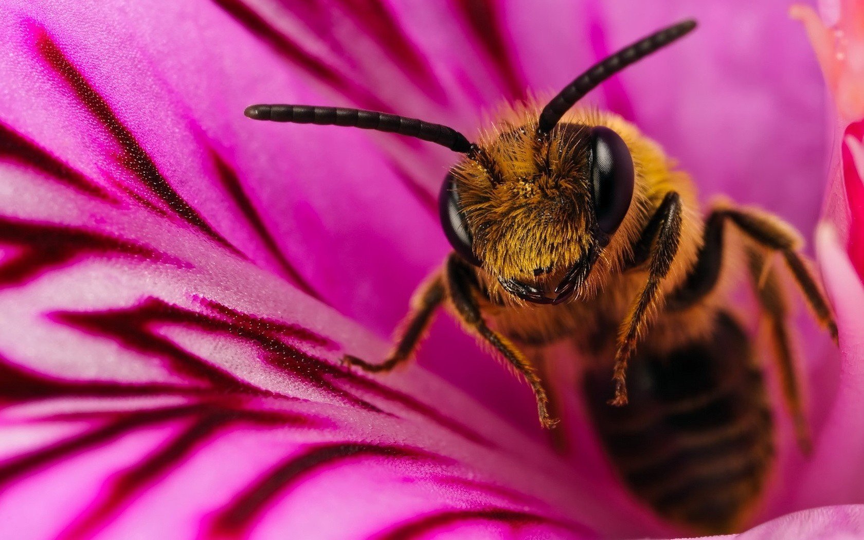 biene rosa blume flauschige pfoten insekten tiere