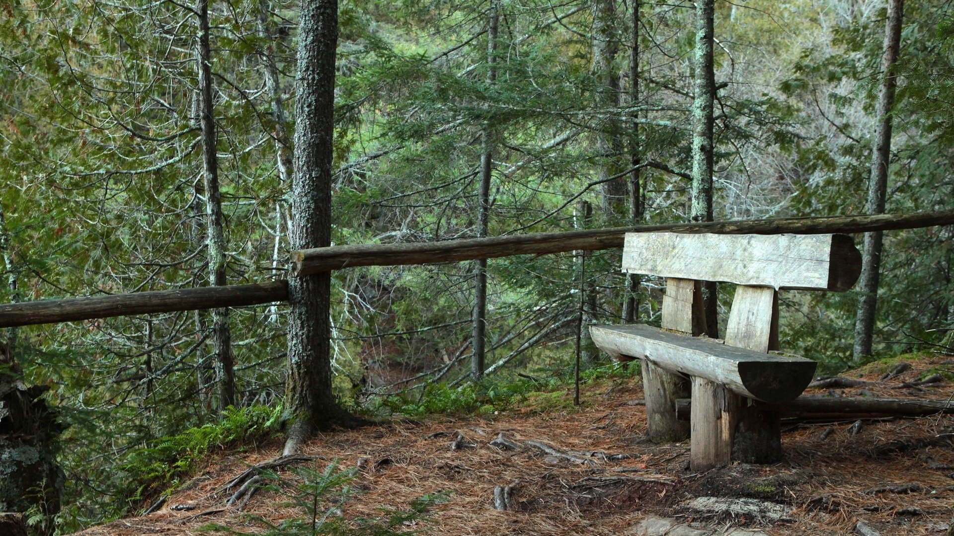 gazebo in the forest a bench made of trees spruce needles forest trees needles needles bench bench railing fence thicket thicket