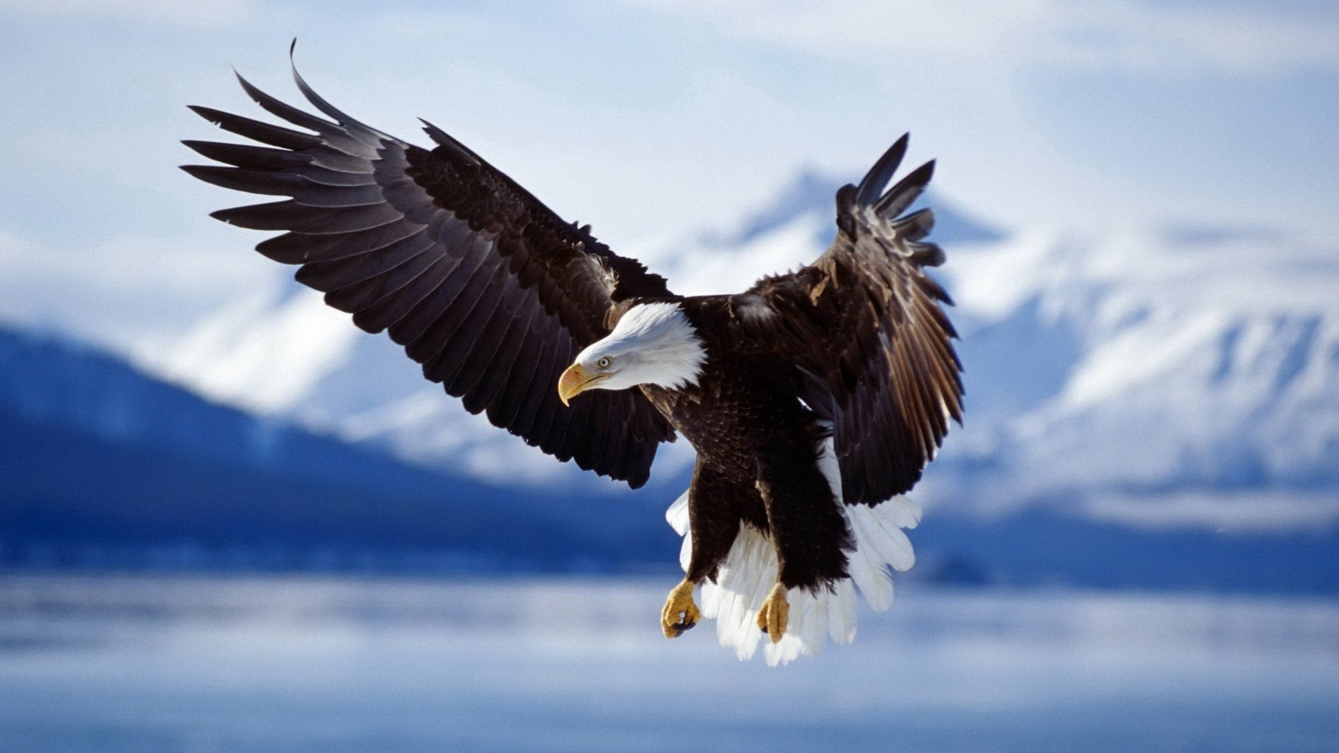 rey del cielo invierno montañas pájaro animales águila