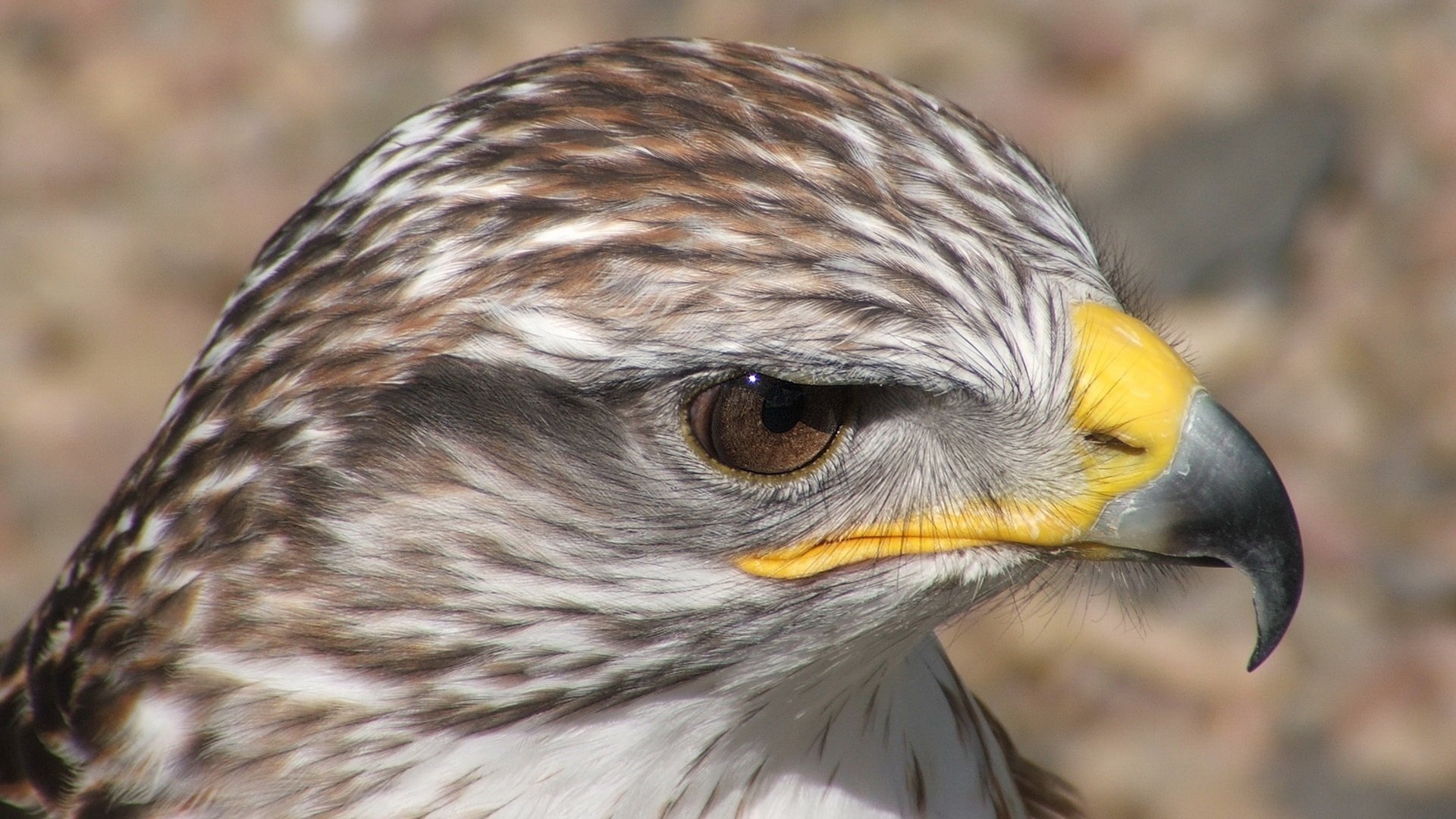 pájaro plumas suaves guapo mirada ojos plumas felino macro perfil