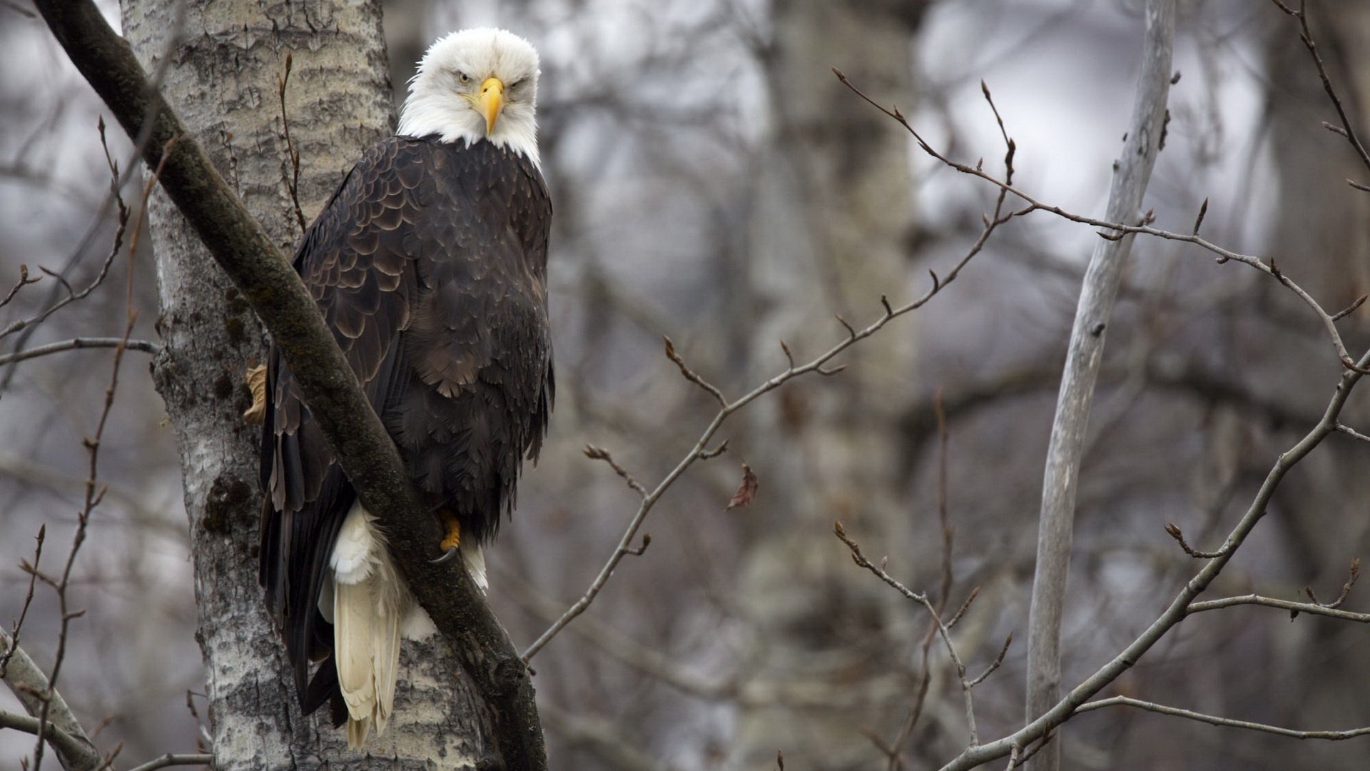 biggie bird eagle look bird