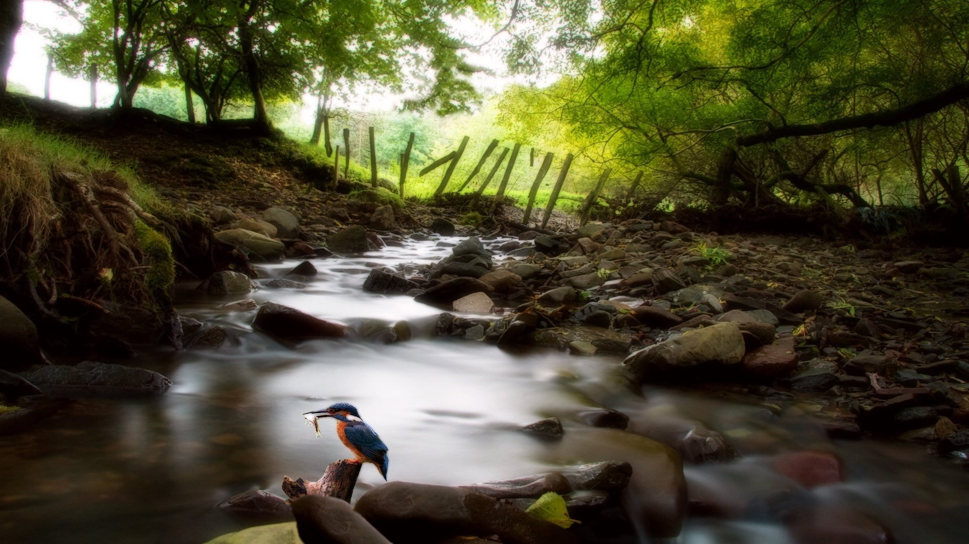 bergbach kiesel kleiner vogel wald bach vögel dickicht zaun boden vogel bäume