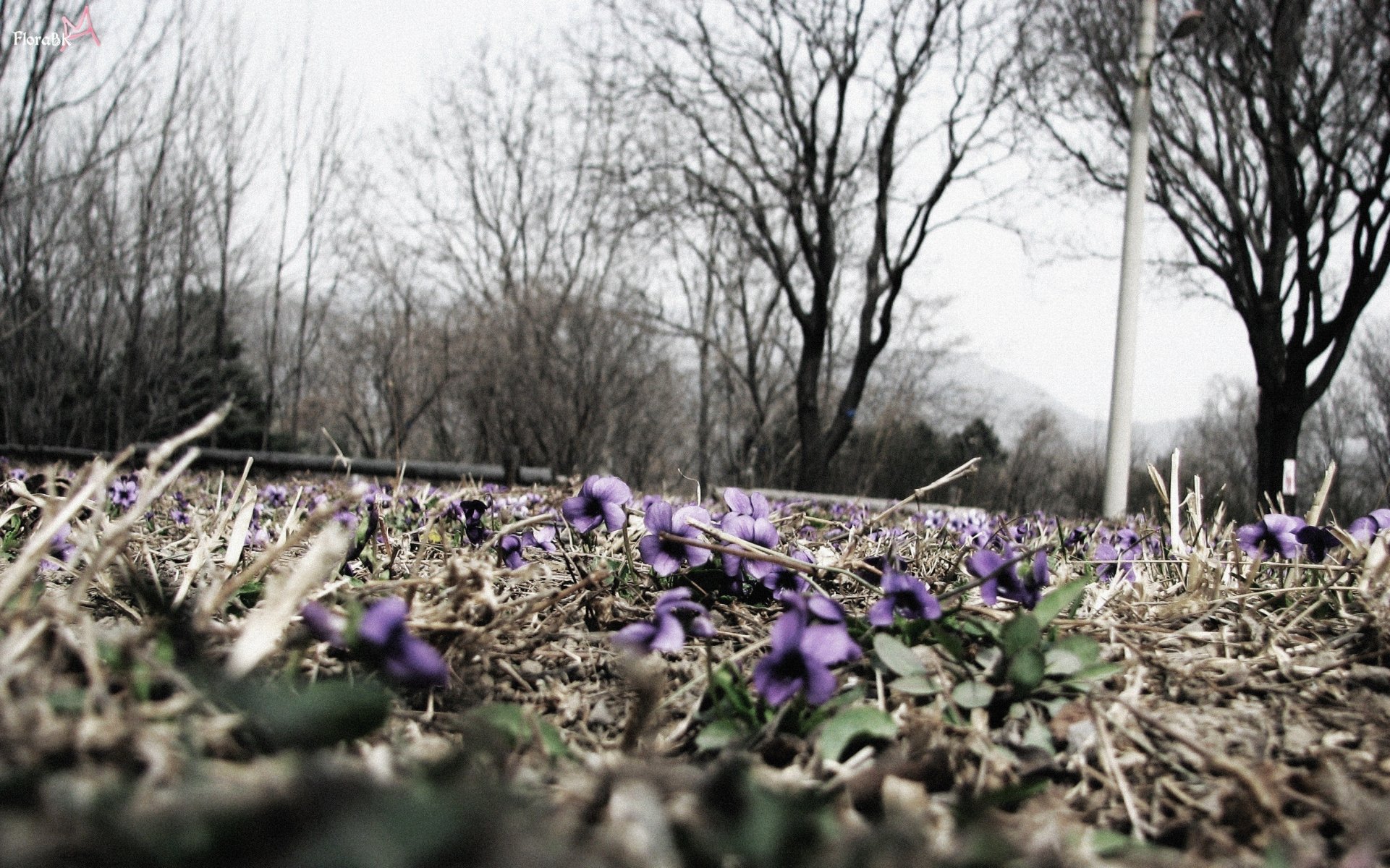 purple flowers dry grass park