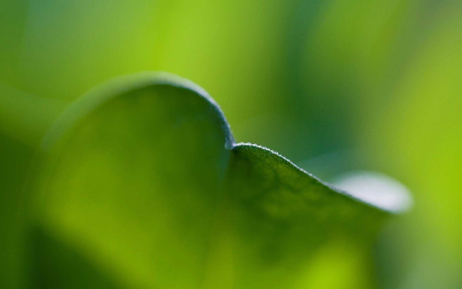 verts feuilles bords