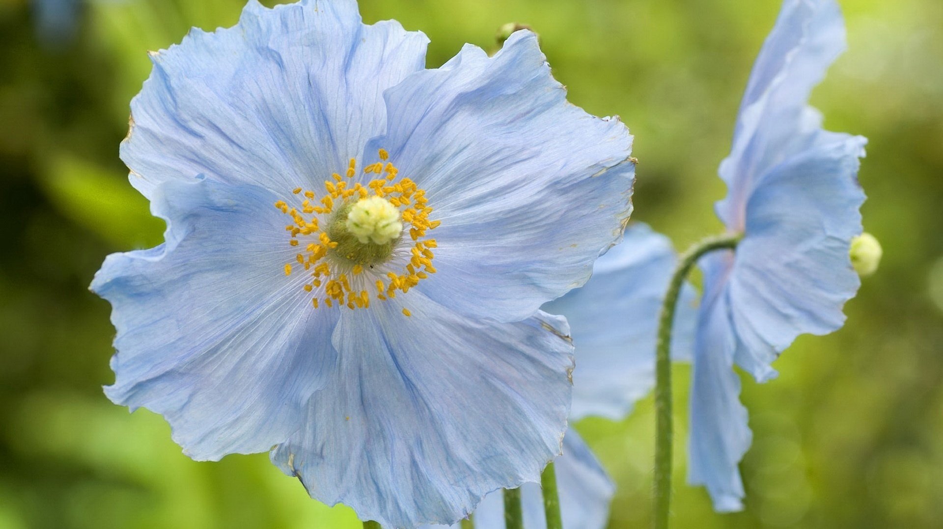 wild flowers blue petals flowers weed