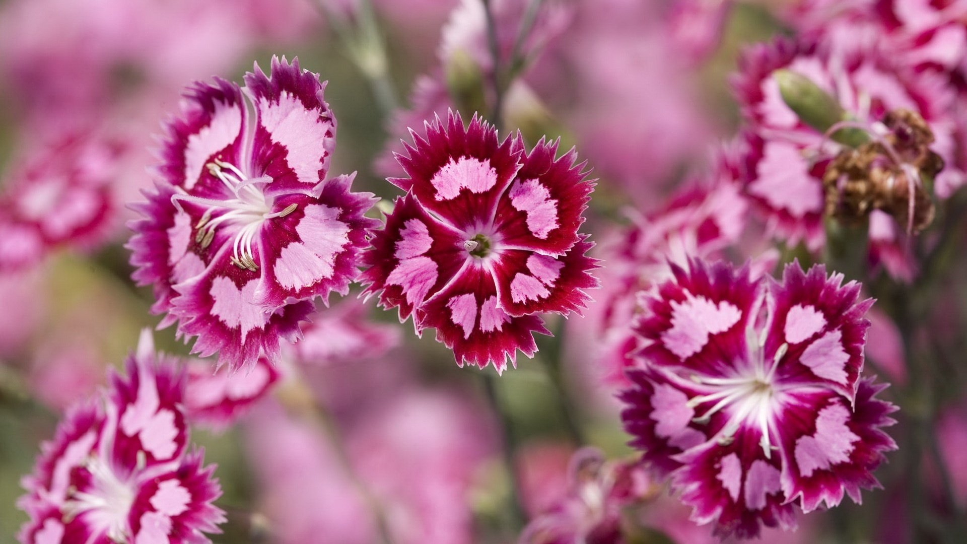 pinkish color flowers flowers wasp macro