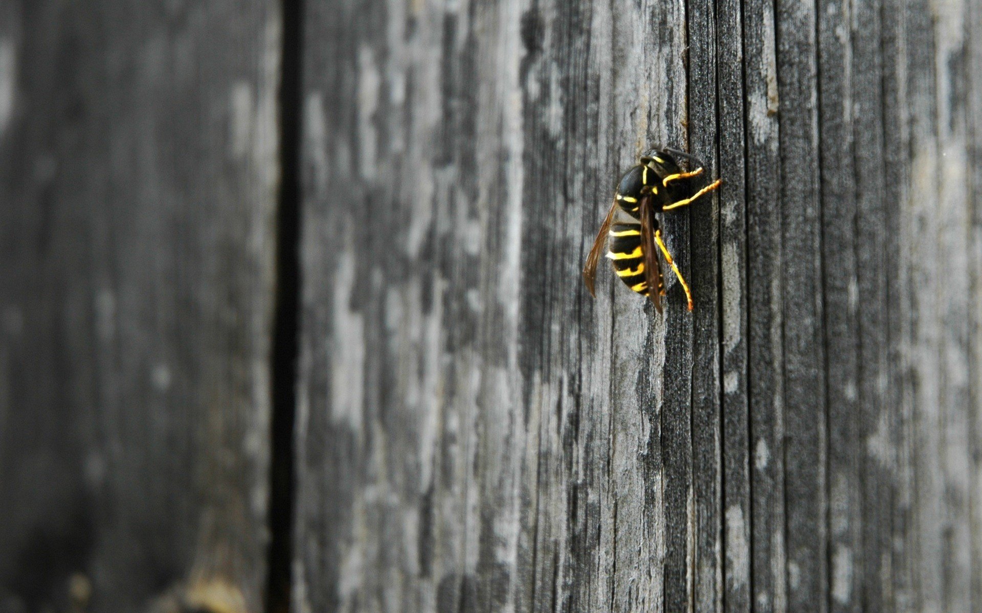 guêpe insecte clôture en bois insectes animaux