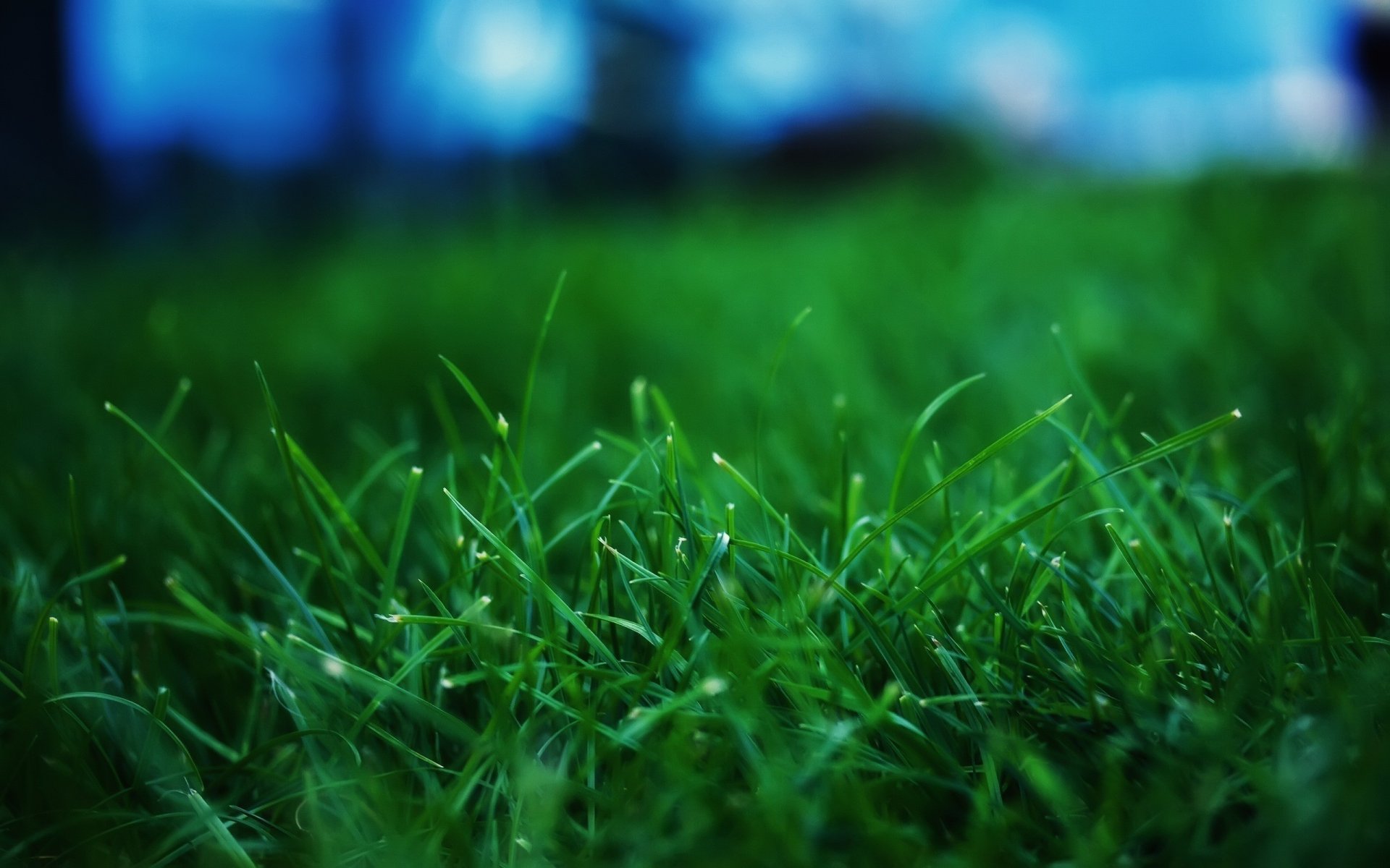 clairière herbe verte gouttelettes verts