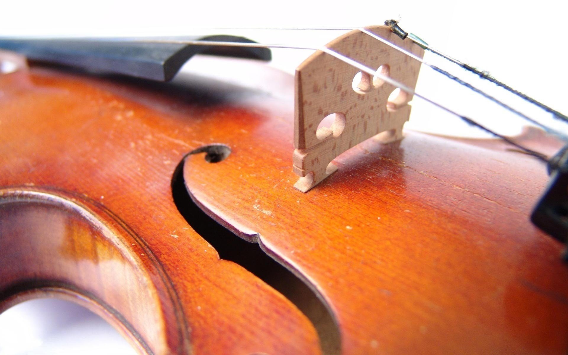 violino corde legno musica