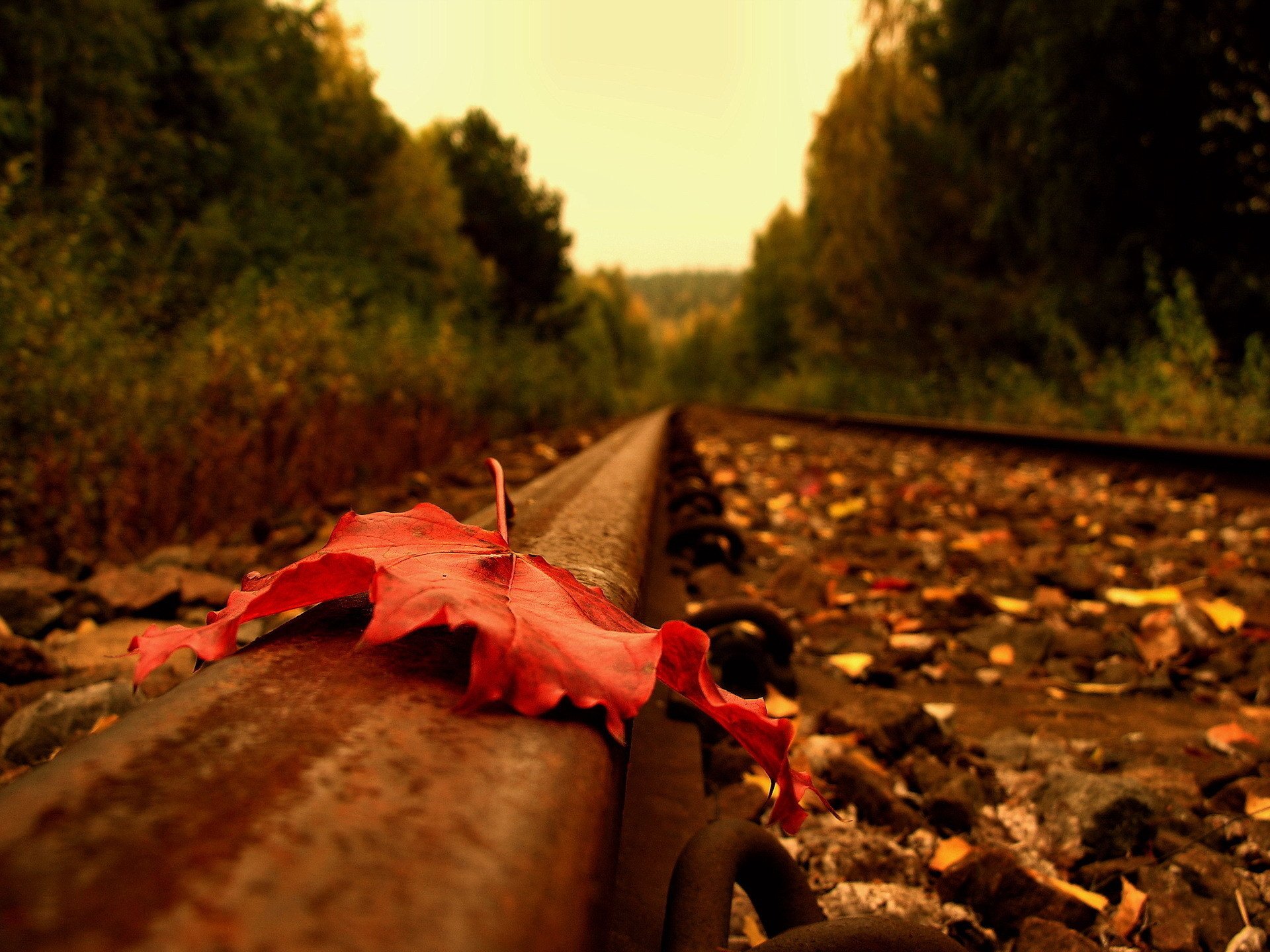 autumn red flower rails earth stones forest leaf trees road the sky