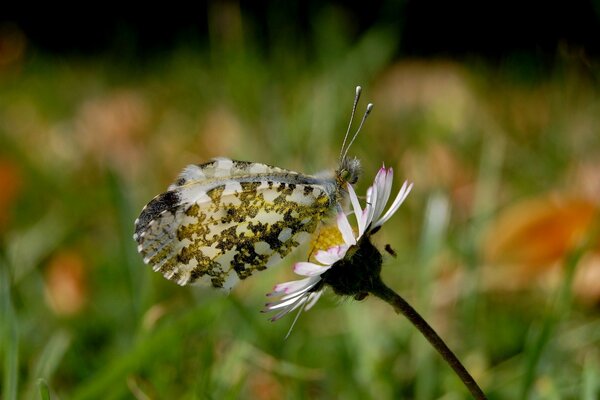 A mottled butterfly sat on a daisy