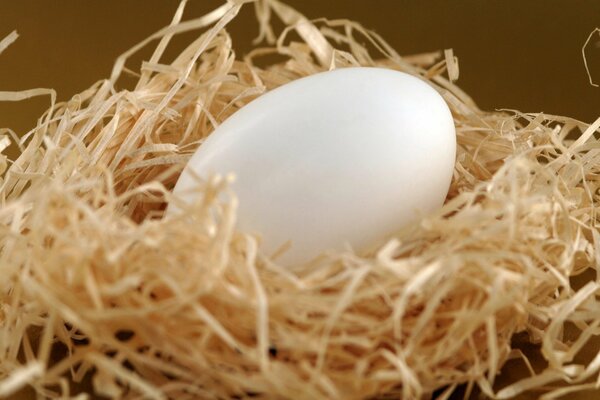 Easter egg in a nest of shavings