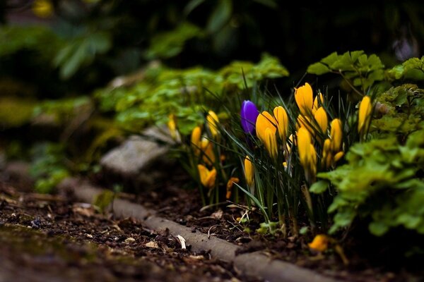 Eine lila Tulpe unter den gelben