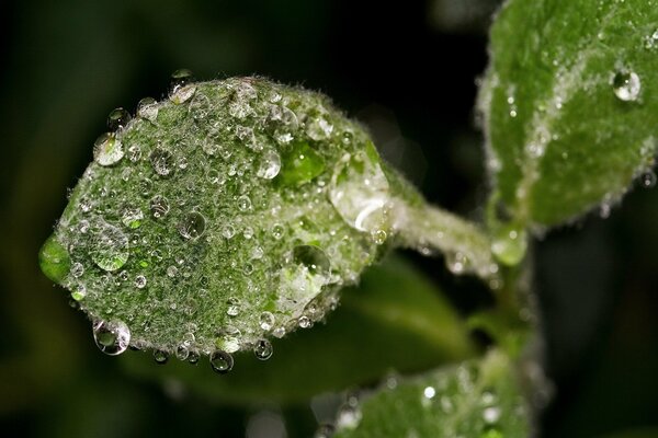 Gouttes d eau sur une feuille pelucheuse