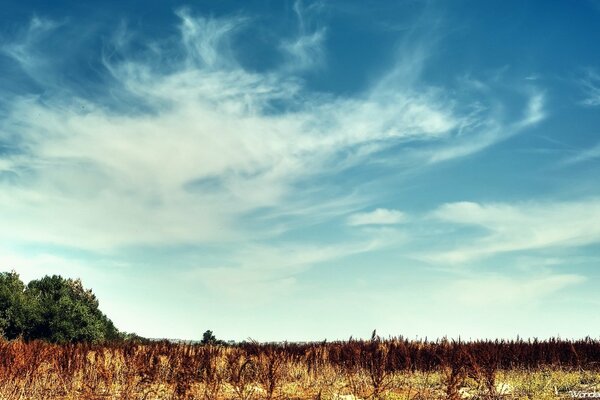 Cielo di cotone sopra cespugli e alberi secchi