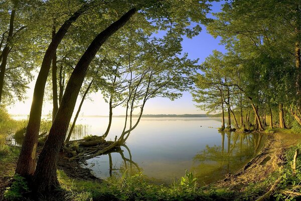 Arbres au bord du lac