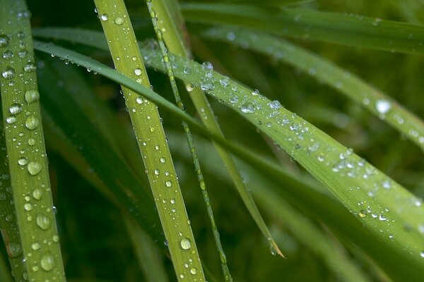 Gocce di rugiada sull erba verde al mattino