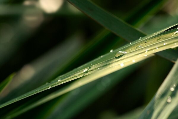 Drops of water on the green grass