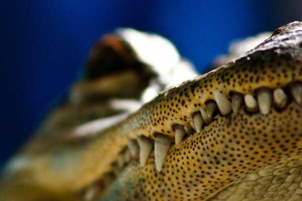 Predator s teeth. Black dots on the crocodile