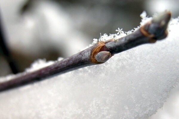 Frozen twig with buds in the snow in macro photography