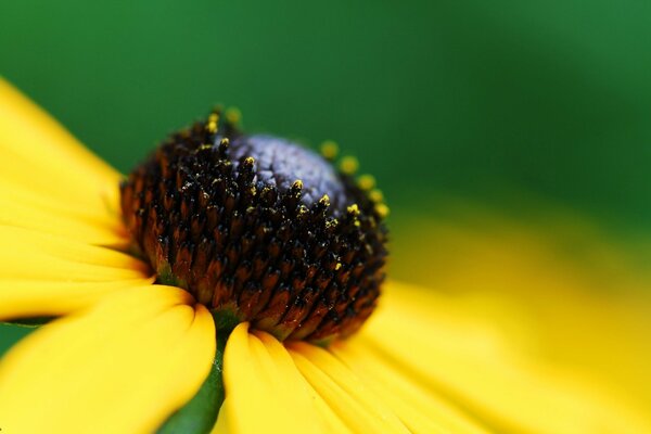 Chamomile flower with a black ball and yellow leaves