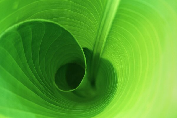 Zielony liść skręcony w rundę z paskami