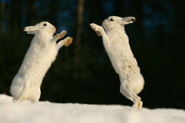 Jeu de lapins mignons sur la neige