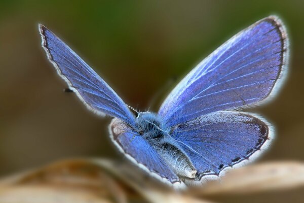 Farfalla con bagliore blu sulle ali